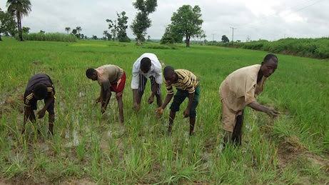 Jigawa Agricultural Support Programme (J-AGRO) Rice Millionaire Project